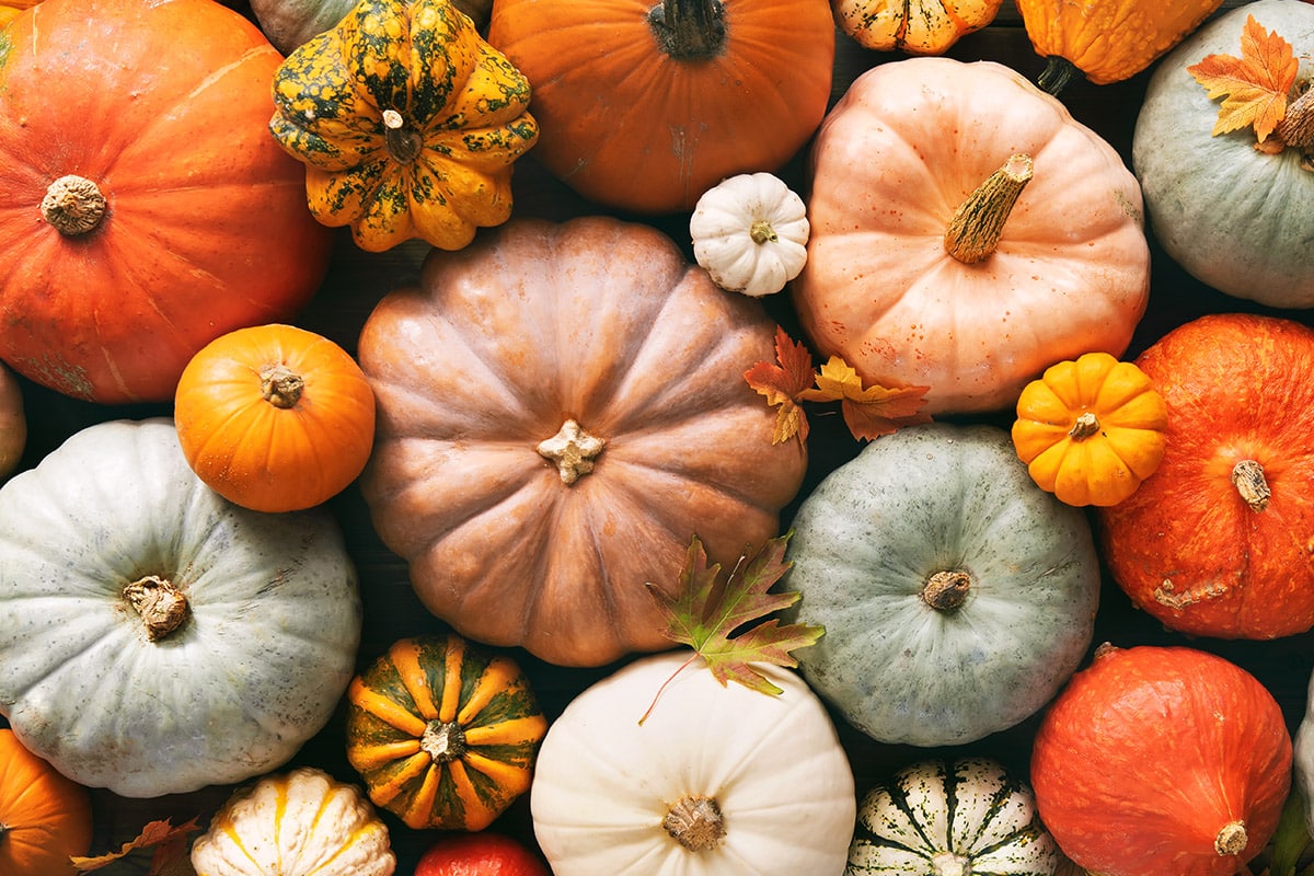 Zucca proprietà benefiche e ricette Vallé Italia